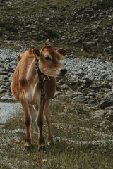 Mountain Cow Lying on the Zittauer Hütte Hiking Path