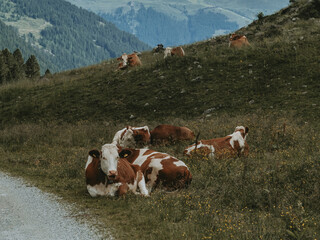 Grazing Alpine Cow on Zittauer H&uuml;tte Trail