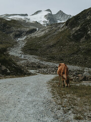 Alpine Cow on Mountain Trail Leading to Zittauer H&uuml;tte