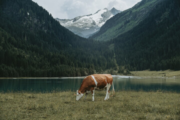 Alpine Cow in Front of Finkau Lake with Reichenspitze Peak, Austria