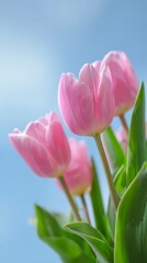 Fototapeta premium Blooming Pink Tulips: A captivating arrangement of vibrant pink tulips gracefully reaching towards the sky, against a gentle blue backdrop, radiating beauty.