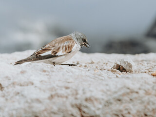 White-Winged Snowfinch on Piz Boè Hiking Trail, Dolomites