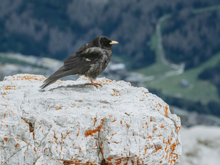 Alpine Chough Perched on Piz Bo&egrave; Peak, Dolomites