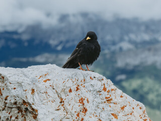 Mountain Chough on Summit of Piz Boè in Italy