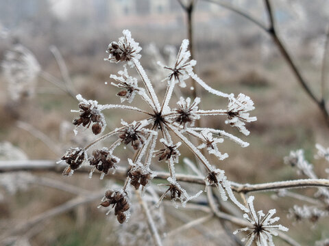 Escarcha y hielo cubriendo delicadas plantas secas en la ma&ntilde;ana fr&iacute;a