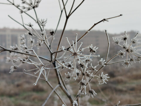 Escarcha y hielo cubriendo delicadas plantas secas en la ma&ntilde;ana fr&iacute;a