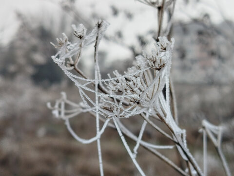 Escarcha y hielo cubriendo delicadas plantas secas en la ma&ntilde;ana fr&iacute;a