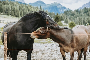 Two Alpine Horses Grazing in Val Duron, Dolomites