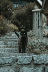 Mountain Cat in Tione di Trento Village, Alps
