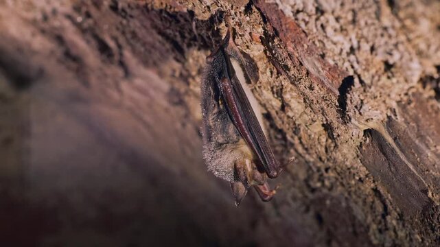 Close up strange animal Greater mouse-eared bat (Myotis myotis) hanging upside down on top of cold brick arched cellar waking up by shaking for warm up just after hibernation. Creative wildlife take