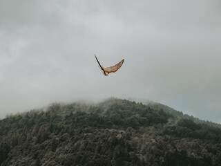 Alpine Falcon Gliding Above the Dolomiti Alps
