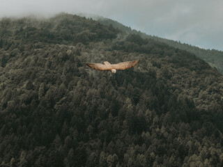 Falcon in Mid-Air Across Dolomite Valleys, Italy