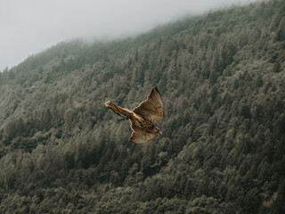 Bird of Prey Soaring Through Trento’s Alpine Sky