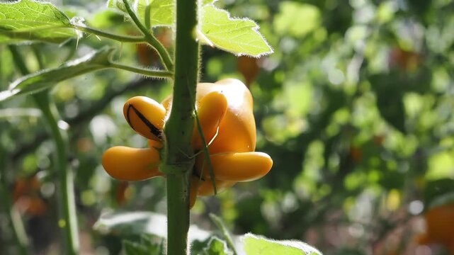 Solanum mammosum ornamental or auspicious plants.