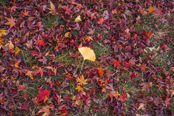 秋色に染まる落ち葉の遊歩道（東京・日本） &ndash;  Autumn Path Covered with Fallen Leaves in Tokyo, Japan