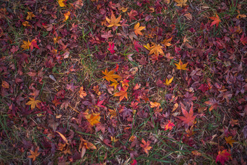 秋色に染まる落ち葉の遊歩道（東京・日本） &ndash;  Autumn Path Covered with Fallen Leaves in Tokyo, Japan