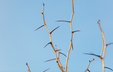 Fototapeta premium A tree with a few branches and leaves