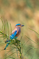 Indian Roller, Coracias benghalensis, Perched on a Bush, Sur, Oman