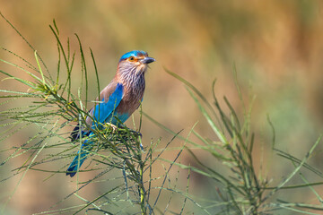 Indian Roller, Coracias benghalensis, Perched on a Bush, Sur, Oman