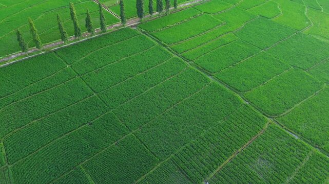 4K aerial footage shows a panoramic view of vast expanses of green rice paddies on a tropical morning. Drone footage of a lush rice paddy field in a peaceful and beautiful rural area in Indonesia.