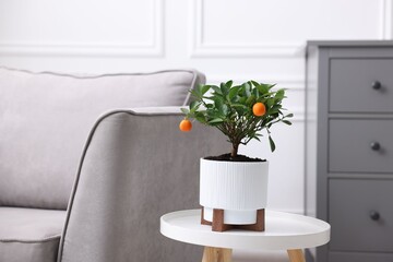 Potted tangerine tree on white table near sofa indoors