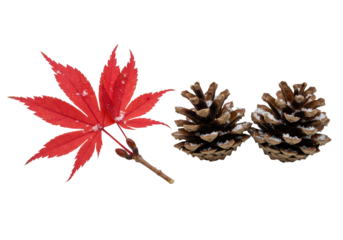 macro close-up of a vibrant scarlet maple branch segment and two weathered pine cones dusted with snow, isolated on a pristine, high-key white background with copy space. elegant winter holiday and