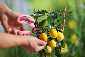 Man picking lemons from tree outdoors, closeup