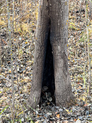 A tree with a hole in it