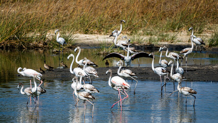 Greater Flamingo, Phoenicopterus roseus, Foraging in the Wetland, Sur, Oman