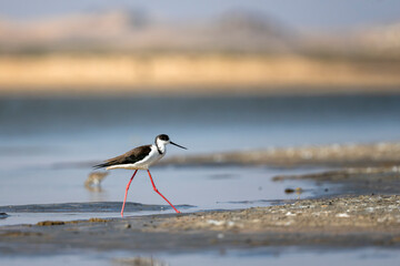 Black-winged Stilt, Himantopus himantopus, Ra's ar Ru'ays, Oman