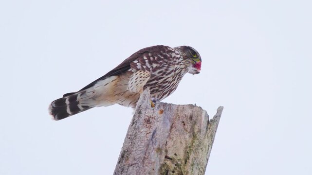 Merlin (Falco columbarius) Tearing Flesh and Feathers Off Kill