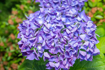 Hydrangea Bloom Close-Up