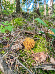 Ramaria stricta in Polish Forest
