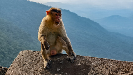 Monkey sitting on a hilltop and looking into the distance, surrounded by lush green vegetation and scenic landscape. Peaceful wildlife moment capturing the animal observing the horizon  © NIKITA