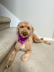Dog resting on the stairs