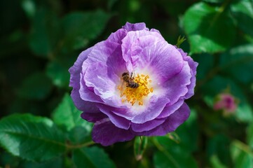 A honeybee gathers pollen from a stunning purple rose, its petals softly illuminated by sunlight, creating a vibrant natural scene.