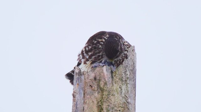 Close Up Of Merlin (Falco columbarius) Picking Feathers From Kill