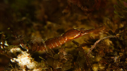 Pipefish