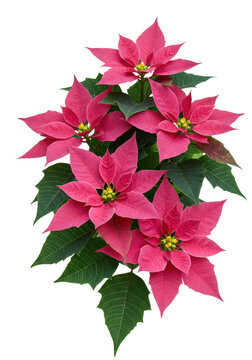 Three perfectly composed poinsettia clusters with saturated magenta bracts and glossy green leaves, isolated on a transparent background with rim light detail. Concept of pristine festive botany