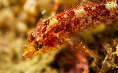 Fish Eye