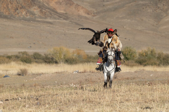 Traditional Mongolian eagle hunter of Kazakh ethnicity, with his eagle