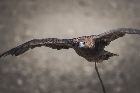 Golden eagle, used in hunting by eagle hunters.