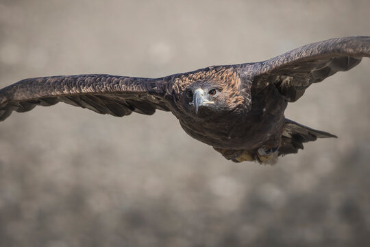 Golden eagle, used in hunting by eagle hunters.