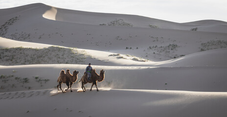 Man guiding his camels in the Gobi Desert.