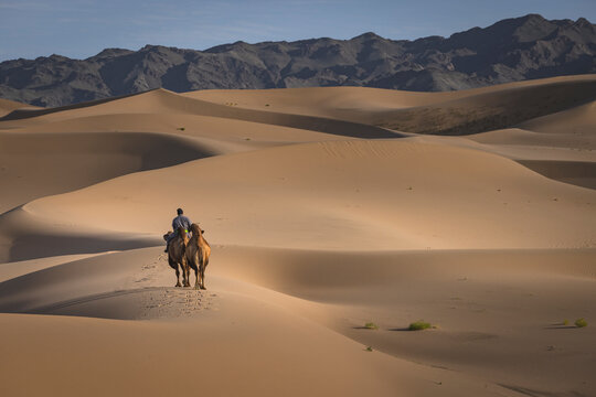 Man guiding his camels in the Gobi Desert.