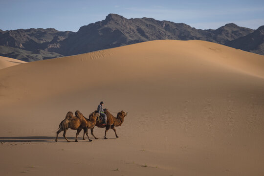Man guiding his camels in the Gobi Desert.