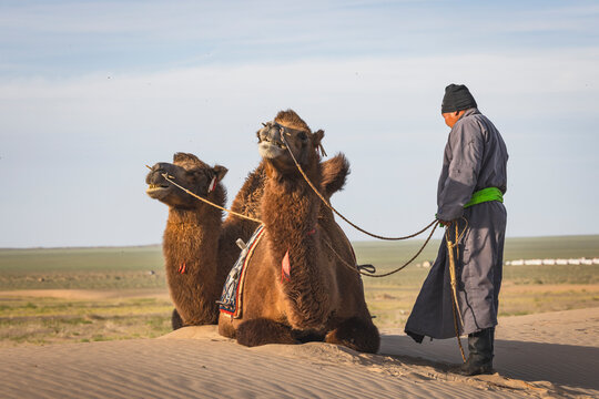 Man guiding his camels in the Gobi Desert.