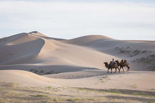 Man guiding his camels in the Gobi Desert.