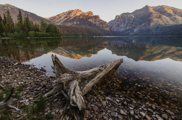 Dead tree and mountain reflections in lake at sunrise, Tetons.
