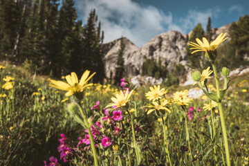 Wildflowers in bloom in Paintbrush Canyon, Grand Teton National Park